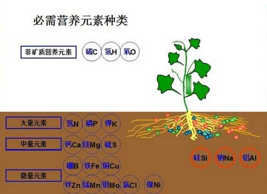 植物必需营养元素有哪些种类？